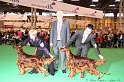 Crufts2011_2 185